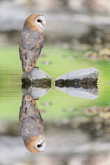 At mirror, fine art portrait of Barn owl (Tyto alba)