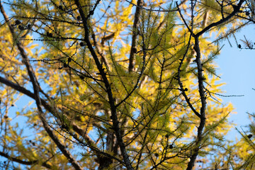 Coniferous branches with yellow and green needles.