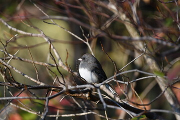 Dark Eyed Junco bird sits perched in a bush at dawn