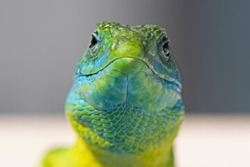 Portrait de grand lézard vert d'Occitanie; Ecailles aux reflets jaune, turquoise et vert fluo. Sud de la France, Cévennes, été.