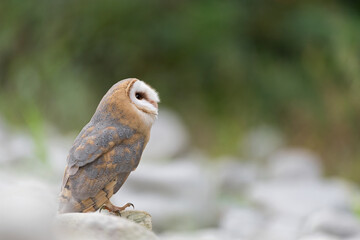 Fine art portrait of Barn owl at the edge of the woodland (Tyto alba)
