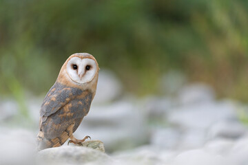 The wonderful Barn owl perched on the rock (Tyto alba)
