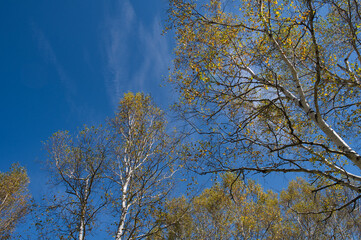 Fototapeta premium 白樺, 森, 青空, 自然, 秋, 紅葉, 青, 風景, 冬, 木, 葉, 黄色, 緑, 葉, 雲