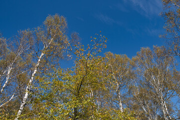 白樺, 森, 青空, 自然, 秋, 紅葉, 青, 風景, 冬, 木, 葉, 黄色, 緑, 葉, 雲