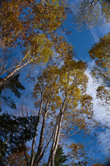 白樺, 森, 青空, 自然, 秋, 紅葉, 青, 風景, 冬, 木, 葉, 黄色, 緑, 葉, 雲