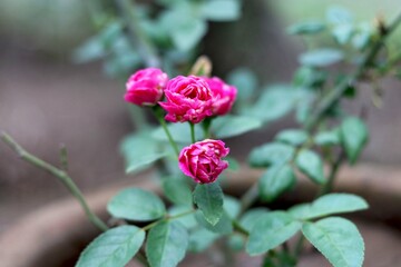 Portrait view of small rose with blur background
