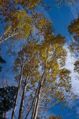 白樺, 森, 青空, 自然, 秋, 紅葉, 青, 風景, 冬, 木, 葉, 黄色, 緑, 葉, 雲