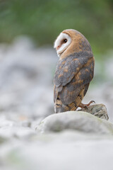 Barn owl on ground among the rocks (Tyto alba)