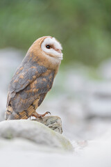 A beautiful and rare bird of prey, the Barn owl (Tyto alba)