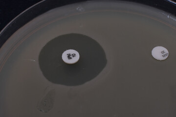 closeup photo of inhibition zone of bacterial growth around antibiotic disc
