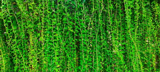 Lee Kwan Yew or Vernonia elliptica vines that thrive cover the wall fence