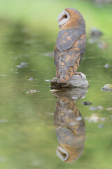 Amazing portrait of Barn owl perched on river bank (Tyto alba)