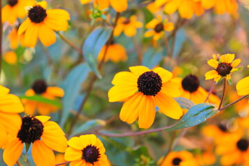 yellow flowers in the garden