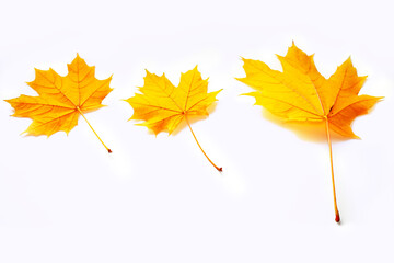 Bright colorful autumn leaves. nature