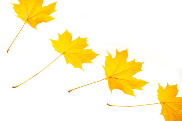 Bright colorful autumn leaves. nature