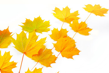 Naklejka na ściany i meble Bright colorful autumn leaves. nature