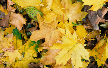 yellow dry maple leaves on the ground, top view