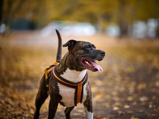 an adult brown american pit bull terrier stands in an autumn park and looks to the side. The mouth is open and the tongue sticks out, good dog © nndanko