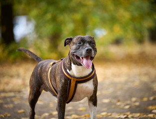 dog American pit bull terrier stands in the autumn park and looks at the camera. Tongue sticking...