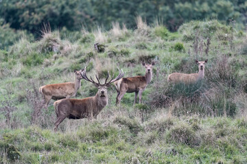 Herd of deer in the grass (Cervus elaphus)