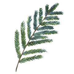 Watercolor pine branch isolated element