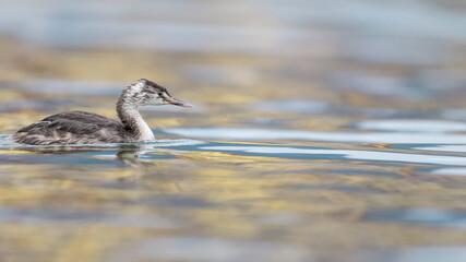 The great crested grebe (Podiceps cristatus)