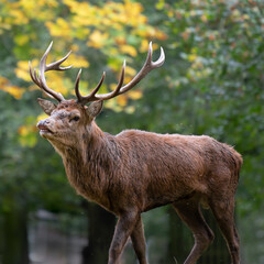 Naklejka premium Large red stag on the alert