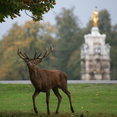 Large red stag on the alert