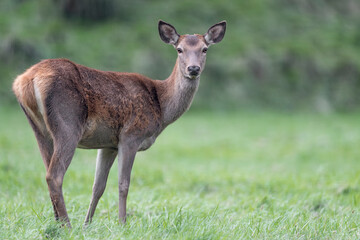 Naklejka na ściany i meble Deer female in the grass at twilight (Cervus elaphus)