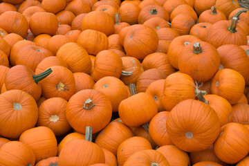 A lot of pumpkins in a daily light.