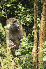 Red Monkey Tanzania