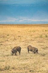 Ngorongoro Serengeti Taranguire Tanzania Safari