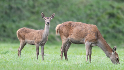 Naklejka na ściany i meble Mother and daughter, portrait of Red deer at grazing (Cervus elaphus)