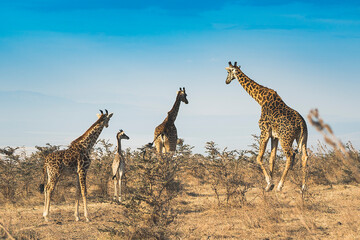 Obraz premium Group of giraffes standing among dry trees