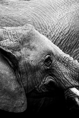Elefante Elephant Tanzania