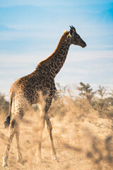 Girafa tanzania