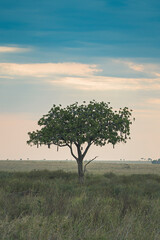 Acacia tree at dusk on the savanna © joangasconcomas