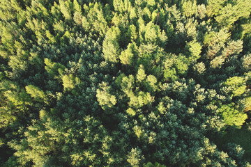 Fototapeta na wymiar View of the pine forest. Green branches of fir trees and pines in a wild forest aerial view. Fresh green trees background.