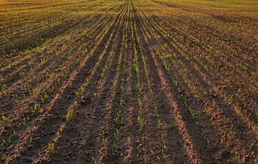 Plowed field after harvest, Top view. Sowing seeds on a plantation near the farm. Farm and agricultural concept. Agriculture and horticulture. Young plants and crops began to grow from the soil.