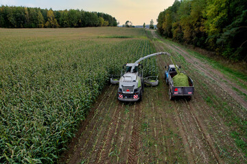 Forage harvester on maize cutting for silage in field. Harvesting biomass crop. Self-propelled Harvester for agriculture. Tractor work on corn harvest season. Farm equipment and farming machine.
