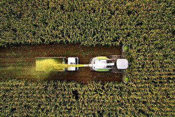 Forage harvester on maize cutting for silage in field. Harvesting biomass crop. Self-propelled...