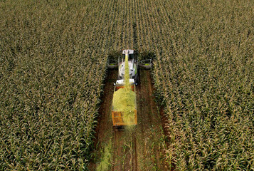 Forage harvester on maize cutting for silage in field. Harvesting biomass crop. Self-propelled Harvester for agriculture. Tractor work on corn harvest season. Farm equipment and farming machine.