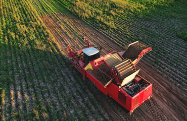 Aerial view of the Potato Harvester at Seasonal harvesting of potatoes from field. Agricultural...