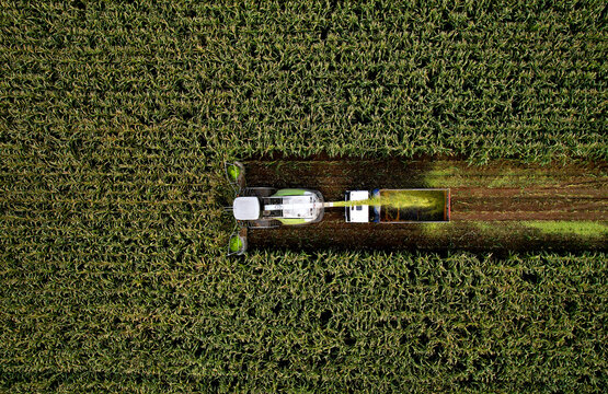 Forage Harvester On Maize Cutting For Silage In Field. Harvesting Biomass Crop. Self-propelled Harvester For Agriculture. Tractor Work On Corn Harvest Season. Farm Equipment And Farming Machine.