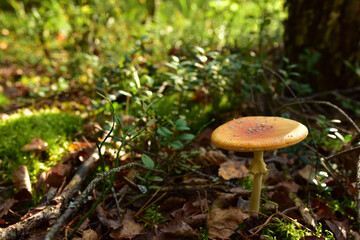 Amanita Muscaria mushroom in forest. Amanita toxic, also called panther cap. False blusher amanita mushrooms are used by medicine to treat various diseases in humans.