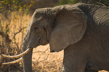 Elefante Tanzania
