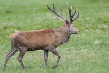 Isolated deer male covered with mud in the meadow (Cervus elaphus)