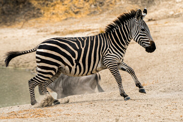 Fototapeta na wymiar Zebra tanzania 
