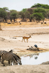 Obraz na płótnie Canvas Antilope Tanzania