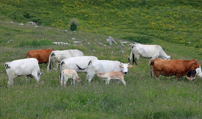 calf drinking milk from the white cow and other cows grazing in the meadow